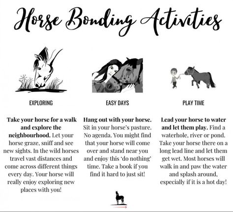 3 horse bonding exercises Horse Bonding Exercises, How To Bond With Your Horse, Horse Riding Exercises, Horse Bonding, Horse Training Exercises, Healthy Horses, Horse Exercises, Horse Ideas, Bonding Activities