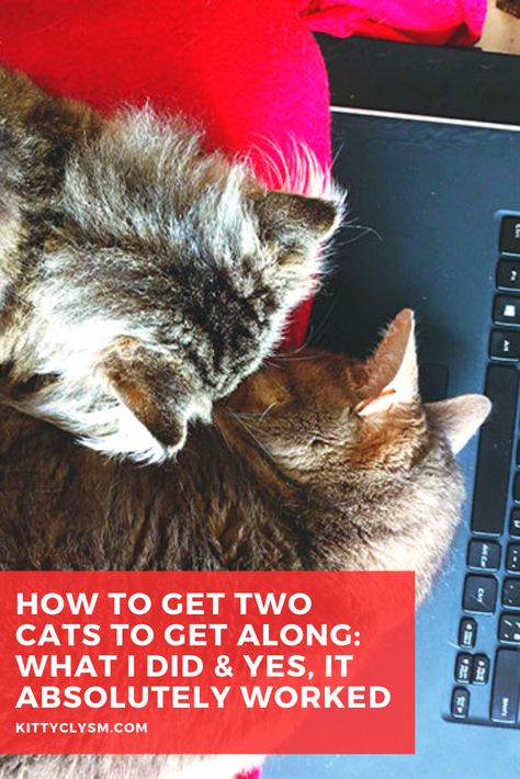 How to Get Two Cats to Get Along: What I Did & Yes, It Absolutely Worked How To Get Cats To Get Along, 2 Cats Together, Cat Behavior Facts, Cat Communication, Multiple Cats, New Kitten, Cat Language, Older Cats, Cat Info