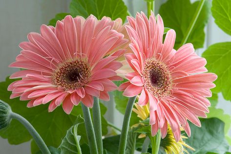 18. Barberton Daisy (Gerbera Jamesonii) Barberton Daisy, African Daisies, Gerbera Jamesonii, Ribbon Plant, African Violets Plants, Tall Wedding Centerpieces, Violet Plant, Household Plants, Cat Plants