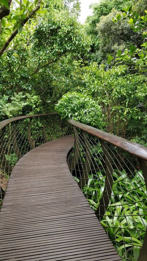 Tree Top Walkway, Walkway Design Architecture, Forest Walkway, Canopy Trees, Canopy Walkway, Sky Walk, Walkway Design, Covered Walkway, Eco Garden