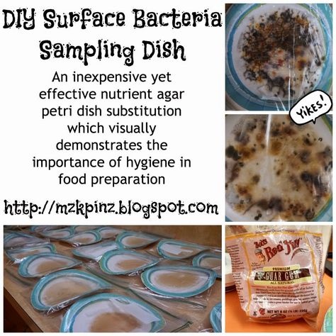 Diy Petri Dish, Teaching Nutrition, Lab Kitchen, Culinary Classroom, Food Safety And Sanitation, Facs Classroom, Career And Technical Education, Food Lessons, Christmas Sampler