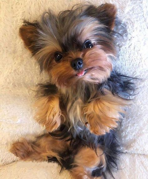 Cute Small Dogs, Puppy Mom, Dog Mommy, Very Cute Puppies, Maltipoo Puppy, Super Cute Puppies, Fluffy Puppies, Cute Animals Puppies, Very Cute Dogs