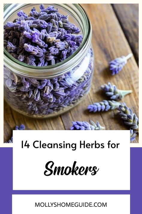 Discover a variety of herbs that can support lung health and relaxation. Whether you're new to smoking herbs or looking for lung tonics, explore chamomile, damiana, lavender, sage, mullein, licorice, ginkgo biloba, and echinacea. Find the best herbs for the lungs in this herbal smoking blend - perfect for easing into bedtime. Consider incorporating these smokable herbs into your routine for a calming experience and respiratory well-being. Lung Tea Recipe, What Herbs Can Be Smoked?, Lung Cleanse Smokers Recipe, Herbs For Respiratory Health, Smokable Herbs And Their Benefits, Tea For Smokers, Smokable Herb Blends, Herbs For Asthma, Herbs For Lungs