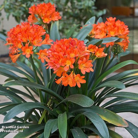 Here's a wonderful gift for any flower lover. Its arching strap-like leaves have a handsome, sculptural presence and set the scene for a dramatic show of brilliant orange flowers that lasts for weeks. Tropical Clivia miniata was first introduced from southern Africa way back in the 1800s and it's easy to see why it has remained popular ever since. Flowers within a few weeks of receipt. Very easy to look after, too. The striking blooms of Clivia Miniata will add a splash of colour to any room! Supplied in bud this glossy foliaged houseplant will flower from spring through summer. Ornamental pot pictured is for illustration purposes only, pot designs may vary. Clivia Miniata, Globe Gift, Pearl Gifts, House Of Beauty, Christmas Cactus, Pot Designs, Garden Club, Winter Beauty, Southern Africa