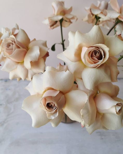 Rose Installation, Marriage Bouquet, Cream Rose Bouquet, Quicksand Rose, Elopement Venues, Pastel Garden, Flower Types, Flowers Arrangements, Rose Stem