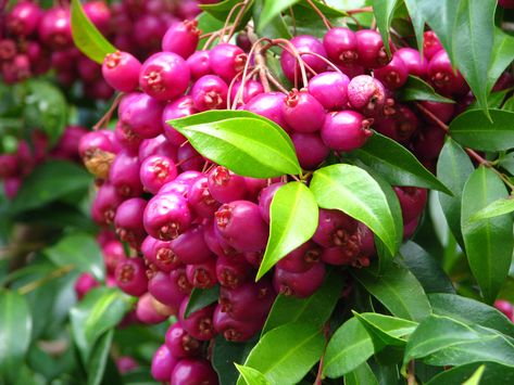 The native berries that grow on these large Lilly Pilly Trees in Australia are incredibly attractive as well as useful…some varieties can be used to make jam and other treats. To see more pho… Lilly Pilly, Screen Plants, Australian Native Garden, Privacy Plants, Australian Native Flowers, Australian Native Plants, Fast Growing Plants, Green Fruit, Ground Cover Plants