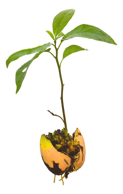 Why You Shouldn’t Grow an Avocado From a Pit | Root Simple Avocado Seed Growing, Jamaica Food, Avocado Plant, Grow Avocado, Avocado Seed, Avocado Tree, Plant Seedlings, Peruvian Recipes, Africa Do Sul