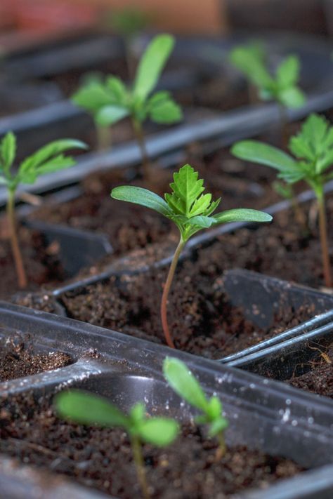 Marigold Seeds, Planting Marigolds, Painting Reference, Seed Starter, White Flies, Growing Seeds, Seed Packets, Flowers Perennials, Spring Rolls