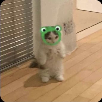 Nail Vintage, Cat Memes Cute, Cat Memes Funny, Memes Cute, Frog Hat, Cute Cat Memes, Cat Meme, Funny Cute Cats, Memes Funny