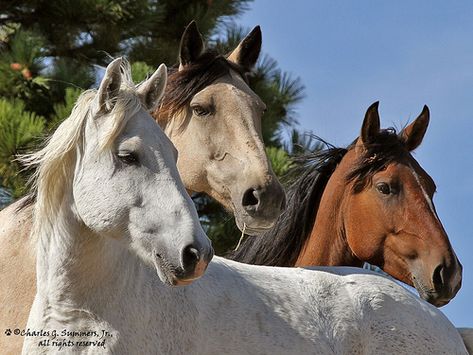 Three Horses Photography, 3 Horses Together, 7 Horses, Buckskin Horses, Wolf Pics, Mustang Horses, Wild Horse Pictures, Buckskin Horse, Three Horses