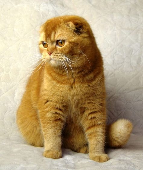 chats gros toutous Scottish Fold Cats, Scottish Fold Cat, Fold Cat, Super Cute Cats, Fancy Cats, Cutest Cat, Scottish Fold, Gold Eyes, Kitty Kitty