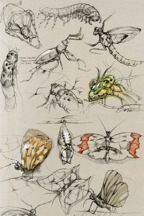 Sketches by Della Tosin, via Behance Insect Drawings, Art Du Croquis, Bug Art, Illustration Botanique, Art Pastel, Insect Art, Field Trips, Scientific Illustration, Arte Sketchbook