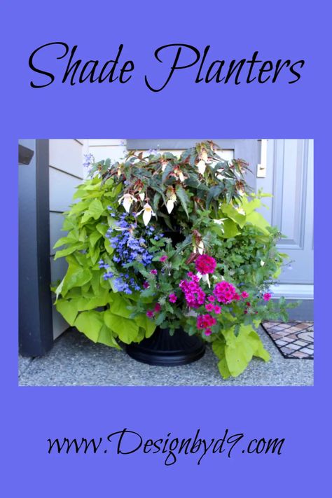 Shade Planters - Design by D9 Shade Planters Ideas Front Porches, Trailing Lobelia, Shade Planters, Planters For Shade, Plants For Planters, Porch Planter Ideas, Part Shade Flowers, Front Porch Flower Pots, Plant Planters