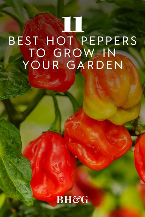 Canning Hot Peppers, Pepper Varieties, Jalapeno Plant, Hot Peppers Plants, Growing Hot Pepper, Types Of Peppers, Dried Chili Peppers, Long Pepper, Mexican Sauce