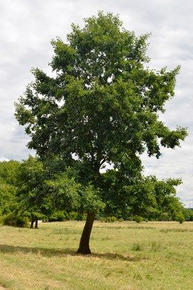 Tree Ogham, Alder Tree, Fantasy Genre, Landscape Reference, Pale Wood, Celtic Astrology, Sacred Tree, Winter Photos, Soil Improvement