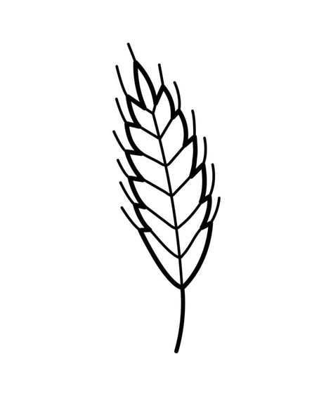 Wheat plant spikelets. Hand drawn sketch icon of oat, rye, barley. Isolated vector illustration in doodle line style. Wheat Plant, Sketch Icon, Rye, Vector Background, Barley, Oats, Wheat, Hand Drawn, Vector Free