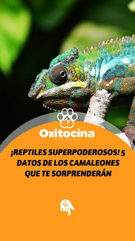 El camaleón podría catalogarse como uno de los reptiles más peculiares y curiosos del Reino Animal. Pertenecen a la familia de los saurópsidos y su nombre científico es chamaeleonidae, pero te preguntarás por qué son tan especiales. Reptiles, Animals