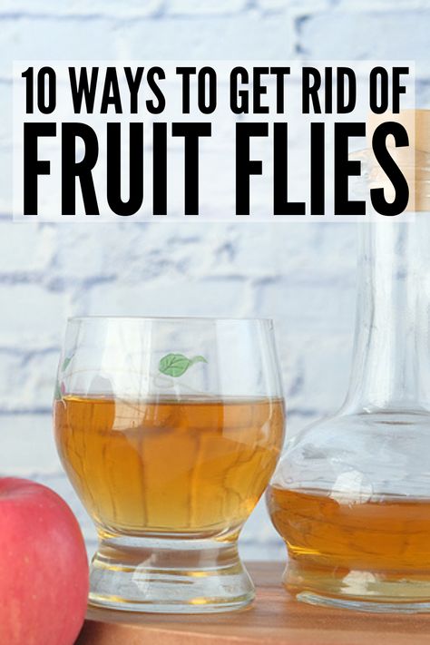 How to Get Rid of Fruit Flies | If you're looking for tips and hacks to help prevent and get rid of fruit flies, this post will teach you how to trap them, and get them out of the house once and for all! Catching fruit flies is a cinch with our DIY traps using apple cider vinegar, dish soap, and fermented fruit, and our DIY alcohol spray is a great natural repellent. Whether in your kitchen or in drain sinks, these home remedies for fruit flies will banish them for good! Catching Fruit Flies, Home Remedies For Flies, Homemade Fly Traps, Fruit Fly Trap Diy, Apple Cidar, Fermented Fruit, Remedy For Sinus Congestion, Home Remedies For Sinus, Diy Alcohol