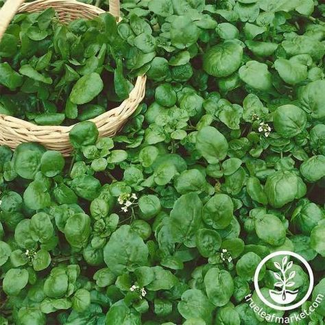 Cress - True Leaf Market Water Cress, Wild Water, Lettuce Seeds, Perennial Herbs, Seed Company, Hardy Perennials, Watercress, Organic Seeds, Herb Seeds