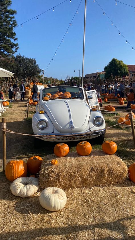 goff family pumpkin patch in liberty station #pumpkinpatch #libertystation #sandiego Pumpkin Patch, San Diego, Pins