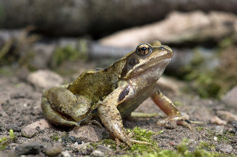 Common Frog, Animal References, Life List, Frog And Toad, Russian Fashion, Noahs Ark, Flora And Fauna, Amphibians, Toad