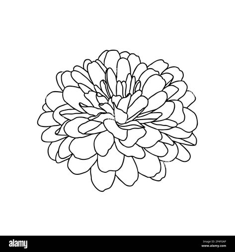 Vector Line, Chrysanthemum Flower, Flower Illustration, Lotus Flower Tattoo, Chrysanthemum, Line Drawing, Diy Art, Flower Tattoo, Stock Photography