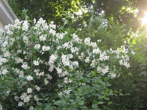 Mock Orange - shrub which grows into a tree.  Drought, heat, and deer resistant.  Smells good as well!  Philadelphus-coronarius-Sweet-Mock-Orange-English-Dogwood-Texas-Adapted-Trees Mock Orange Hedge, Mock Orange Bush, Central Texas Native Plants, Mock Orange Flower, Mock Orange Shrub, Potomac Orange Snapdragon, Dogwood Shrub, Big White Flowers, Texas Landscaping