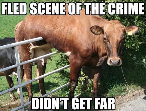 20 Fantastically Funny Cow Memes To Put You In A Happy Moo-d - I Can Has Cheezburger? Real Estate Marketing Quotes, Real Estate Slogans, Real Estate Fun, Funny Real Estate, Real Estate Memes, Realtor Social Media, Real Estate Advertising, Real Estate Ads, Real Estate License