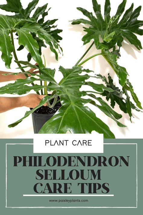 Want to add an exotic and tropical feel to your space? The Philodendron Selloum would be an excellent choice! It's a super easy plant to care for and provides the purifying qualities for the air we all want! See you over at the blog for a complete the care guide! Philodendron Plant Care Tips, Philodendron Selloum Care, Selloum Plant, Propagate Philodendron, Philodendron Plant Care, Philodendron Selloum, Plants Care, Plant Care Tips, Philodendron Plant