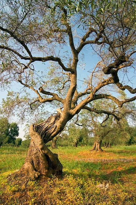 Olive Tree Care, Old Olive Tree, 숲 사진, Boom Kunst, Growing Olive Trees, Weird Trees, Twisted Tree, Olea Europaea, Old Tree