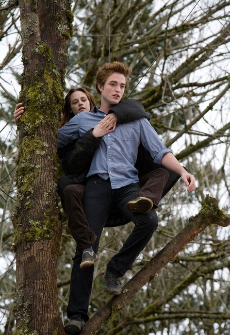 Looking forward to finding this tree at Cape Horn!  http://www.twilightersdream.com/2011/12/twilight-movie-filming-location.html Spider Monkey Twilight, Twilight Bella And Edward, Bella Edward, Edward And Bella, Twilight Scenes, Twilight Quotes, Twilight 2008, Robert Pattinson Twilight, Twilight Saga Series