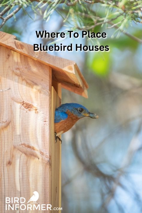 Diy Bluebird House, Bluebird House Plans Diy, Blue Bird Houses Diy, 16x50 Shed House Plans, Bluebird Houses, Bluebird House Plans, Blue Bird House, Bluebird Nest, Backyard Birds Watching