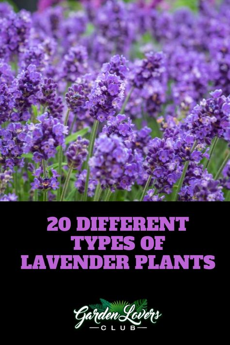 20 Different Types of Lavender Plants Lavender Plants Outdoors, Lavender Plants Landscaping, Types Of Lavender Plants, Types Of Lavender, Plants Types, Lavender Plant Care, Lavender Types, Lavender Hedge, Spanish Lavender