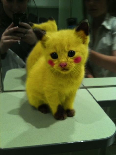 Sad Pikachu | The 60 Greatest Pet Costumes EVER Pikachu Cat, Cat Pokemon, Söt Katt, Madara Uchiha, Pet Costumes, Cute Kittens, Funny Animal Pictures, 귀여운 동물, Pokemon Go