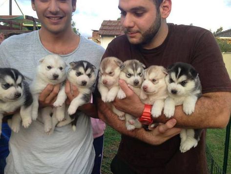 Caine Husky, Baby Huskies, Cute Husky, A Husky, Rottweiler Puppies, Husky Puppy, Husky Dogs, Wiener Dog, Cane Corso