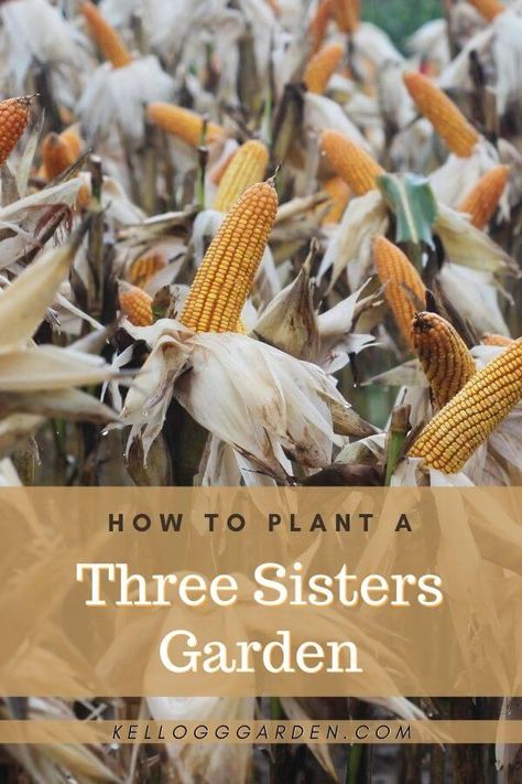 What To Plant With Corn, Plant Pole, Fall Gardens, Growing Corn, Squash Plant, Kinds Of Beans, The Three Sisters, Corn Stalks, Squash Seeds