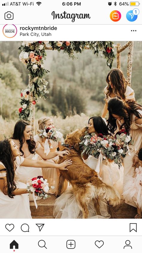 Dog Wedding Pictures, Wedding Photography Ideas, Instagram Board, Wedding Pets, Sweet Moments, Dog Wedding, Dress Designer, Greenery Wedding, Wedding Pics