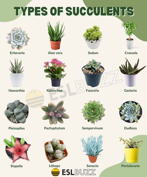 Kinds Of Cactus, Different Types Of Succulents, Succulent Names, Types Of Succulents, Different Types, Aloe Vera, Cactus, Pins, Quick Saves