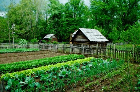 Thinking of moving off-grid? Here are 101 reasons why maybe you should! Outdoor Vegetable Garden, Succession Planting, Survival Gardening, Starting A Garden, Living Off The Land, Have Inspiration, Master Gardener, The Secret Garden, Garden Pests