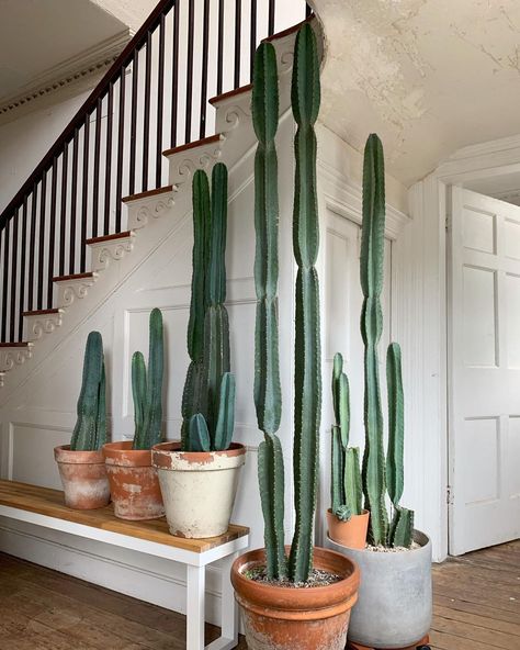 || Benj Woodhouse on Instagram: “• guess how tall 😛 . . . . . #cactus #cereus #cereusperuvianus #peruvianapplecactus #varnishandvine #plantsplantsplants #plantshelfie…” House Cactus, Peruvian Apple Cactus, Tall Cactus, Cactus Collection, Cactus House Plants, New Growth, News Update, Kuwait, Saudi Arabia