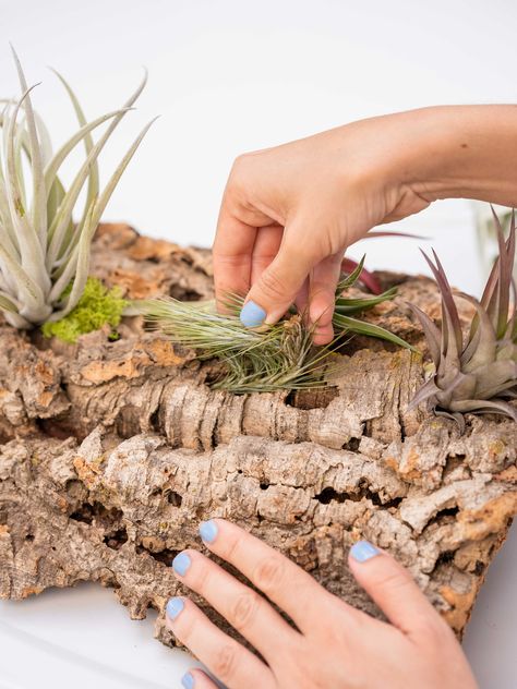 How To Attach Air Plants To Drift Wood, Air Plant Display Ideas, Air Plants Diy, Driftwood Planters, Plant Display Ideas, Air Plants Decor, Air Plants Care, Mudroom Decor, Wood Bark