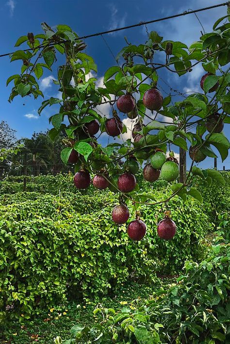 Fruits Farm, Passionfruit Vine, Passion Fruit Plant, Fruit Paradise, Grape Trellis, Garden Arch Trellis, Outdoor Trellis, Juice Packaging, Home Grown Vegetables