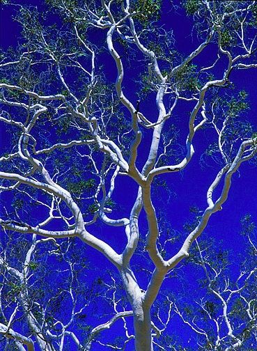 Ghost Gum Tree beautiful branches of grey white against strong blue sky! Breathtaking! Ghost Gum Tree, Astral Temple, Australian Gothic, Australia Landscape, Enchanted Tree, Gum Trees, Amazing Trees, Eucalyptus Trees, Tree Beautiful