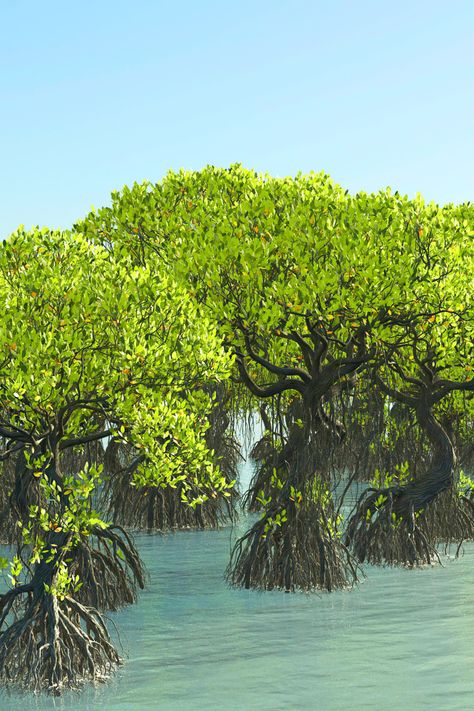 Mangroves Illustration, Mangrove Art, Mangrove Ecosystem, Concept Landscape, Mangrove Trees, Florida Fish, Mangrove Swamp, Mangrove Forest, Gouache Illustrations