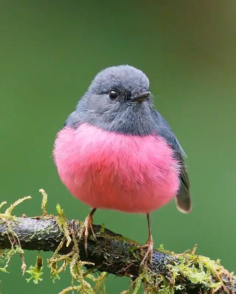 Travel Nature Wanderlust’s Instagram profile post: “I guess even in the bird world not everyone has a stage worthy voice 🥰 Share your photos with us and we will post them in our account.…” Birds Voice, Regnul Animal, Most Beautiful Birds, Most Beautiful Animals, Funny Birds, Humming Bird Feeders, Bird Pictures, Exotic Birds, Pretty Birds