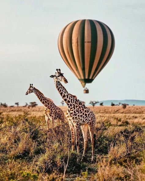 Africa Bucket List, Africa Nature, Serengeti Tanzania, Herd Of Elephants, Travel Africa, Tanzania Safari, Serengeti National Park, Nocturnal Animals, Hot Air Balloon Rides