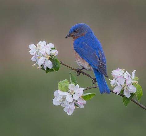 Watercolors Birds, Bluebird Tattoo, Birds Photography Nature, Blue Bird Art, Butterfly Art Painting, Eastern Bluebird, Fine Photography, Wild Creatures, Bird Pictures