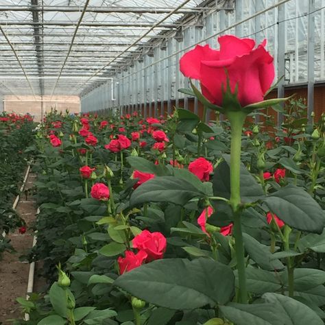 Rose Cultivation, Rose Farm, Flower Farming, Hot Shots, Flower Farm, Hydroponics, South America, Beautiful Places, Roses