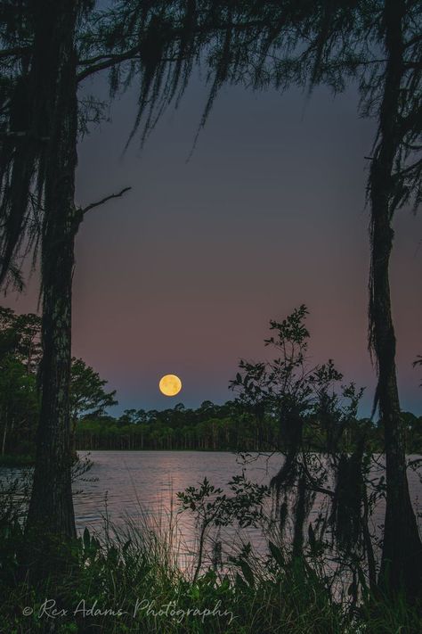 Otter Lake in the St. Marks National Wildlife Refuge near Panacea. by Rex Adams Swamp House, Indian River Lagoon, Louisiana Swamp, Writing Aesthetic, Inner Landscape, Kalamkari Painting, What A Beautiful World, Dreamy Photography, Angel Outfit