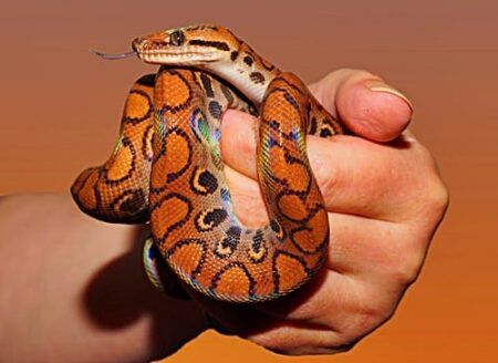 Brazilian Rainbow Boa, Snake Breeds, Red Tail Boa, Rosy Boa, Red And Black Snake, Pet Snake, Vivarium, Pet Insurance, Animal Species